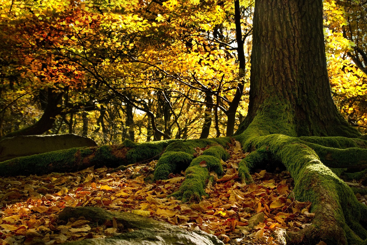 How to Successfully Grow an American Beech Sapling at Home