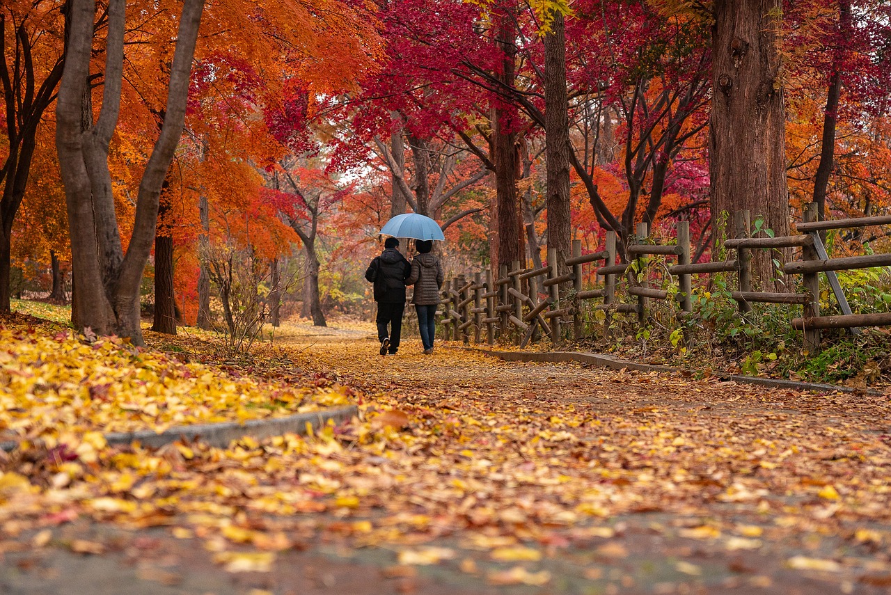 When Do Sugar Maple Trees Bloom: Tree Planting Guide