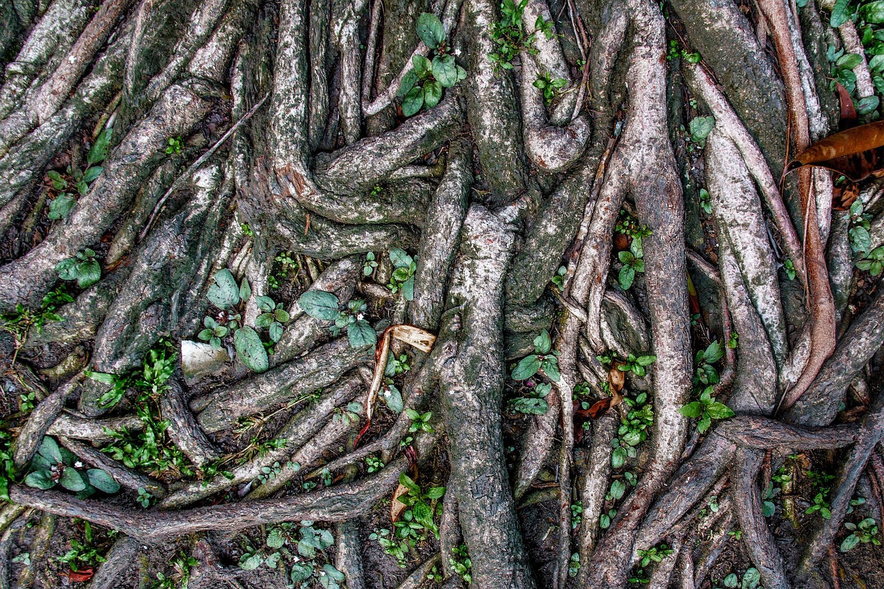 How Deep Do Arborvitae Roots Go? Planting Guide Inside