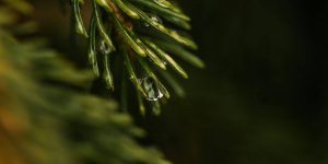 Initial Watering After Planting Saplings