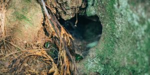 Identifying & Managing Shallow Roots 