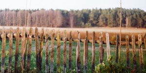 Seedling Care