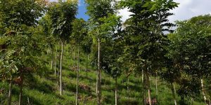Transplanting Saplings