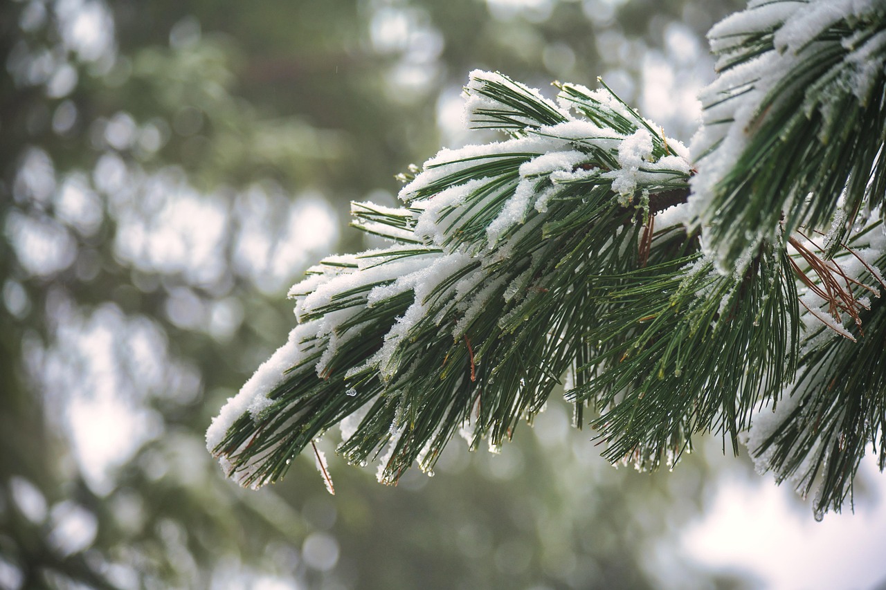 How to Plant and Care for Eastern White Pine Saplings