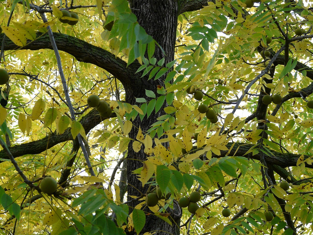 Identifying and Understanding Black Walnut Flowers