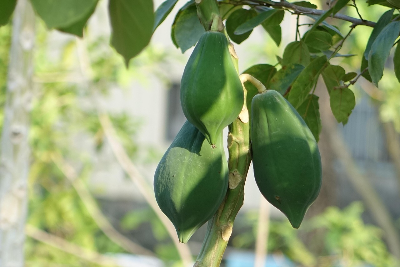 How to Grow Pawpaw Trees from Seed: Step-by-Step Guide