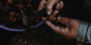 Proper Removal & Disposal of Seed Pods
