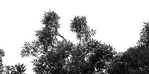 Male Flowers (Catkins) 
