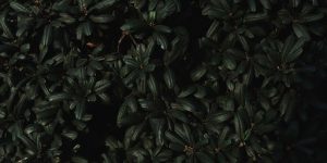Mastering Black Walnut Flower Identification for Better Tree Care 