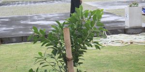 Choosing the Right Planting Site 