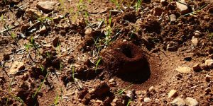 Protecting Seeds and Seedlings from Wildlife Pests 