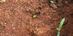Germination Timeline
