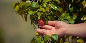  Mulberry Trees