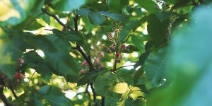 Mulberry Trees 