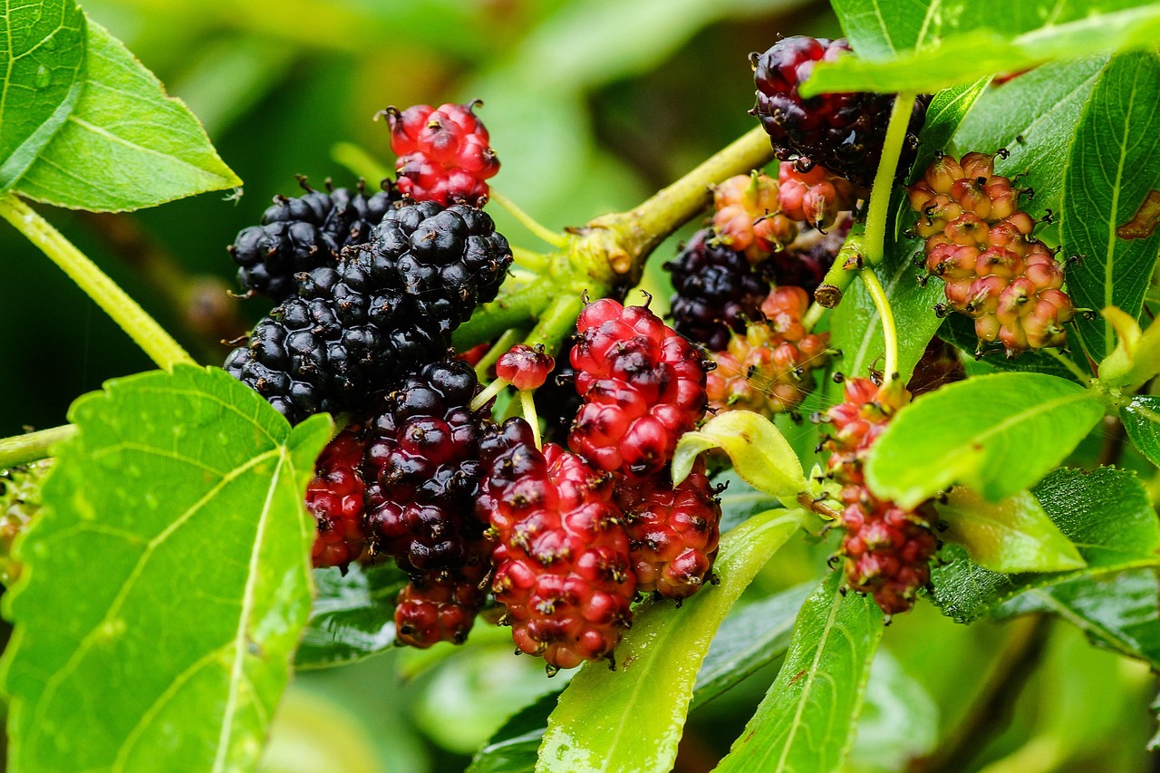 Best Mulberry Tree Varieties for Fruit and Garden Growth