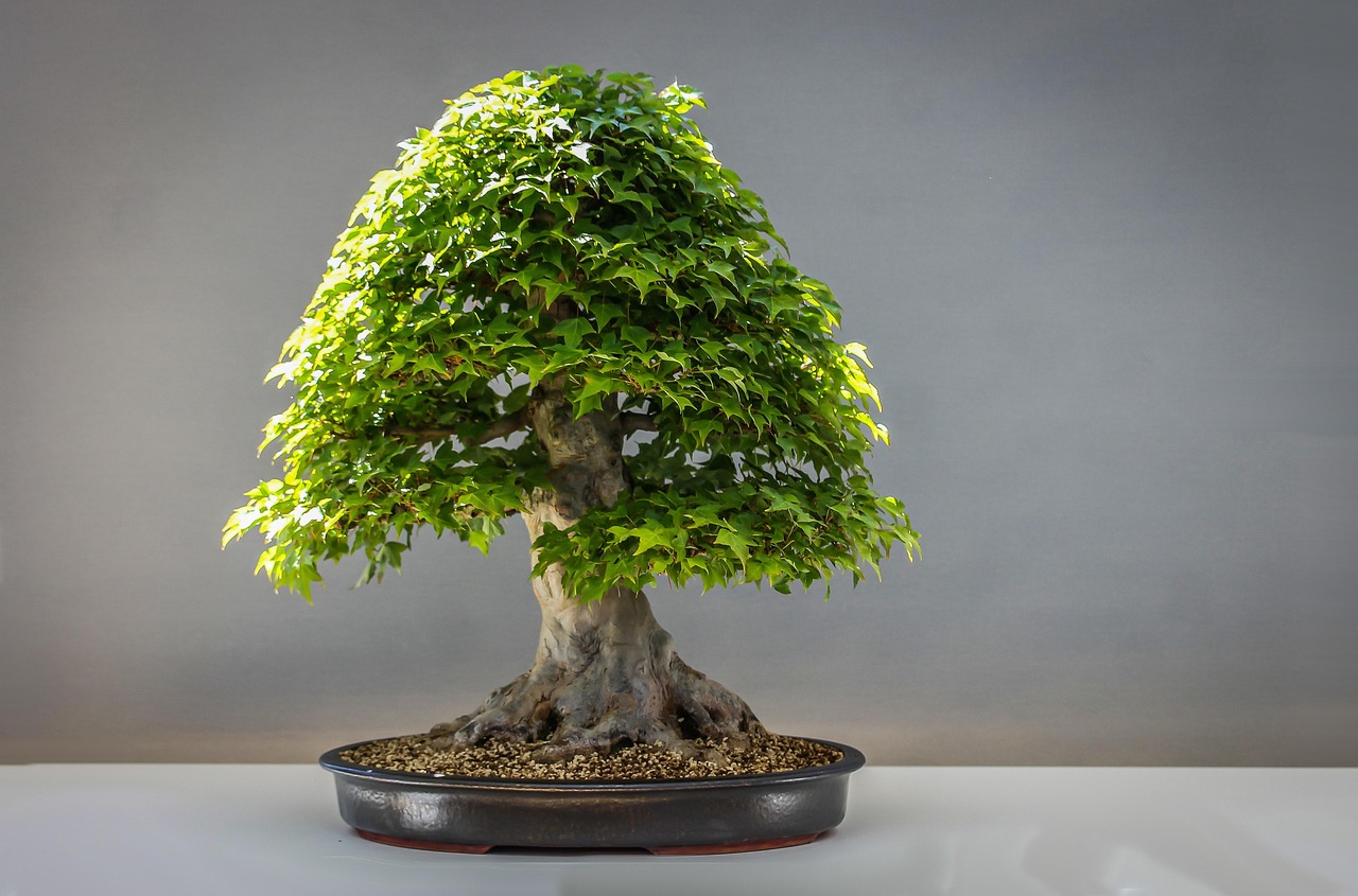 Box Elder Maple Bonsai: Growing & Care Guide