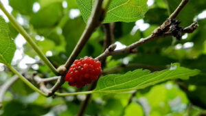Species of the Best Mulberry Tree Varieties  
