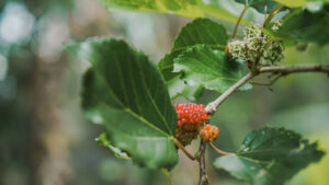 best mulberry tree varieties for planting in backyard