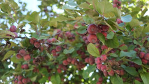 best mulberry tree varieties for tropical climates