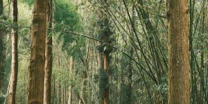 Understanding Pawpaw’s Natural Habitat
