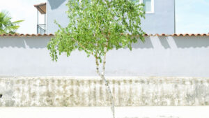 Black Cherry Bonsai 