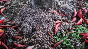 Black Cherry Seedling