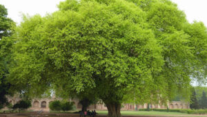 Factors That Influence How Fast Do Box Elder Trees Grow
