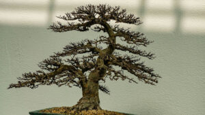 How Fast Do Box Elder Trees Grow