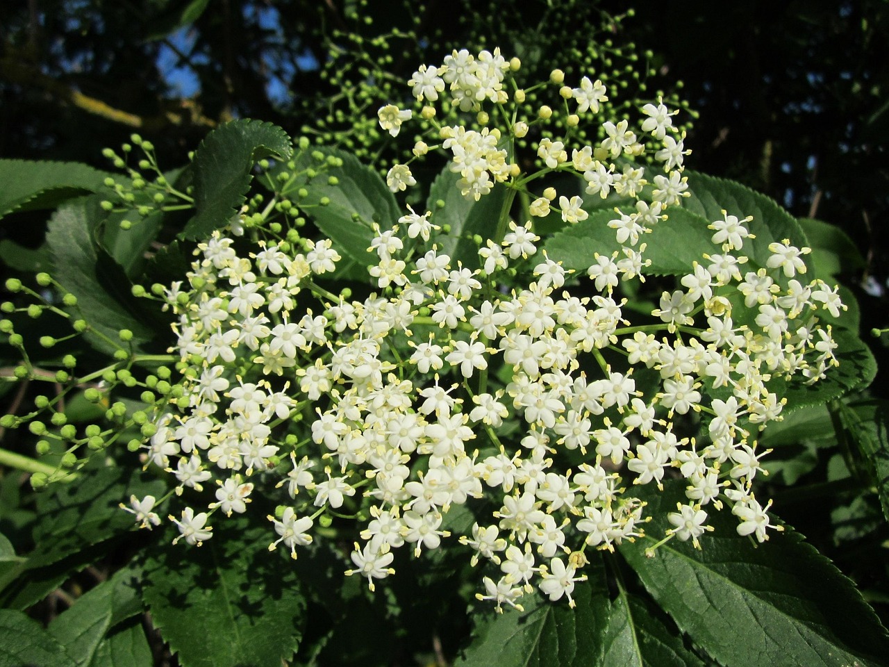 How Fast Do Box Elder Trees Grow? Growth Rate & Care Tips