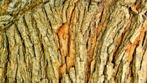 How to Identify Box Elder Tree