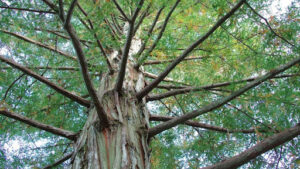 How to Identify Box Elder Tree in Different Seasons