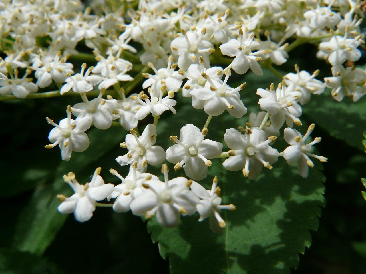 How to Identify a Box Elder Tree: Key Features & Tips