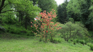 Best Time to Plant a Red Maple Tree