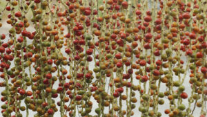 Collecting and Preparing Seeds