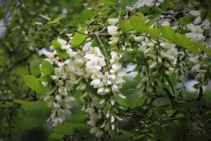 Honey Locust Growth Rate and Lifespan