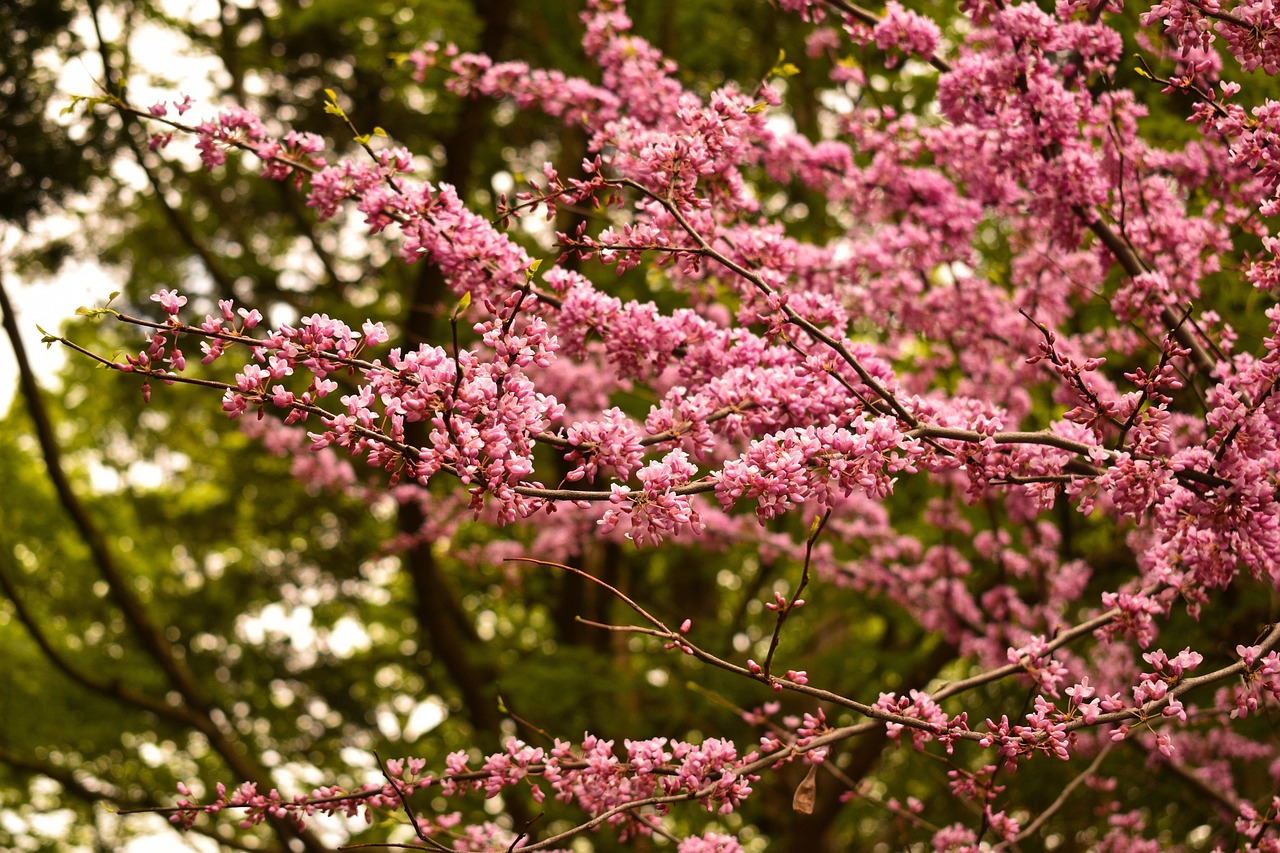 How to Plant a Redbud Tree from Seeds in Your Garden
