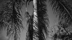 Common Problems Affecting Coastal Palm Trees