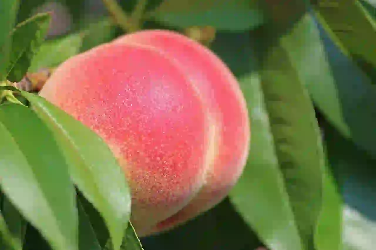 How and When to Prune Peach Trees for Strong Branch Structure