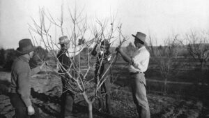 How to Trim a River Birch Tree Safely