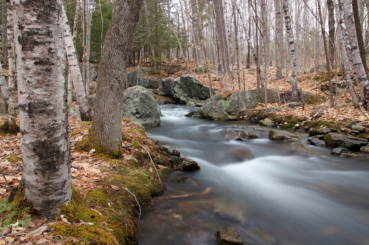 How to Trim a River Birch Tree: Best Time of Year to Prune