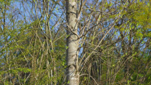 Weather Conditions for How to Trim a River Birch Tree