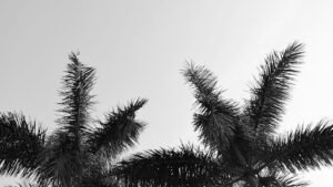 When Choosing Palm Trees for Coastal Areas