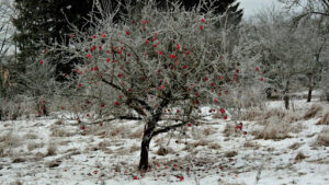 best time of year to prune peach trees