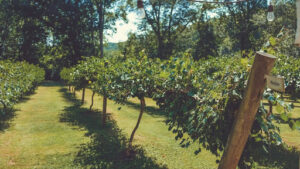 how and when to prune peach trees for best fruit production