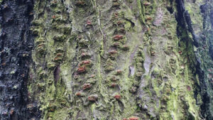 Advantages and disadvantages of bald cypress trees