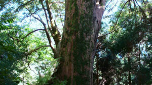 Bald cypress tree pros and cons for residential landscaping