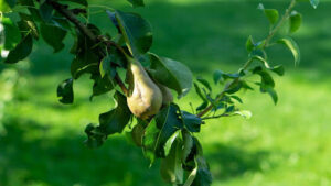 Difference between Callery Pear and Bradford Pear trees