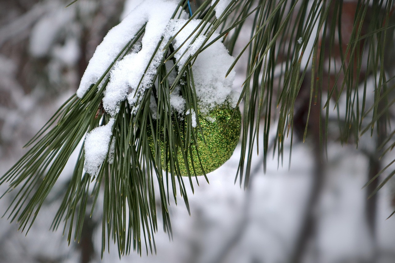Eastern White Pine Growth Rate: How Fast Does It Grow Each Year