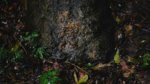 How often to water a sweetgum tree