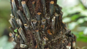 Is bald cypress a good tree to plant in your yard